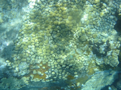 bvi2005_043