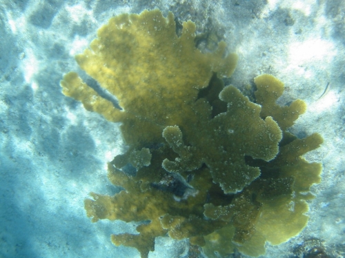 bvi2005_044