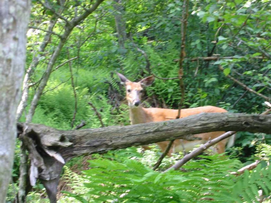 Shenandoah Hiking 2002